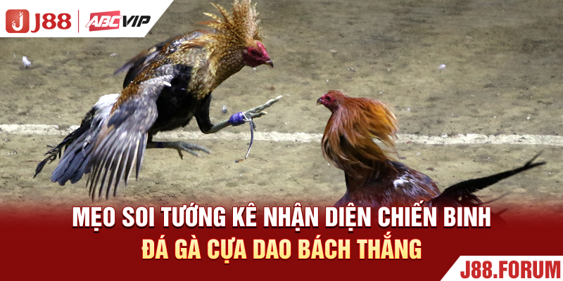Mẹo soi tướng kê nhận diện chiến binh đá gà cựa dao bách thắng