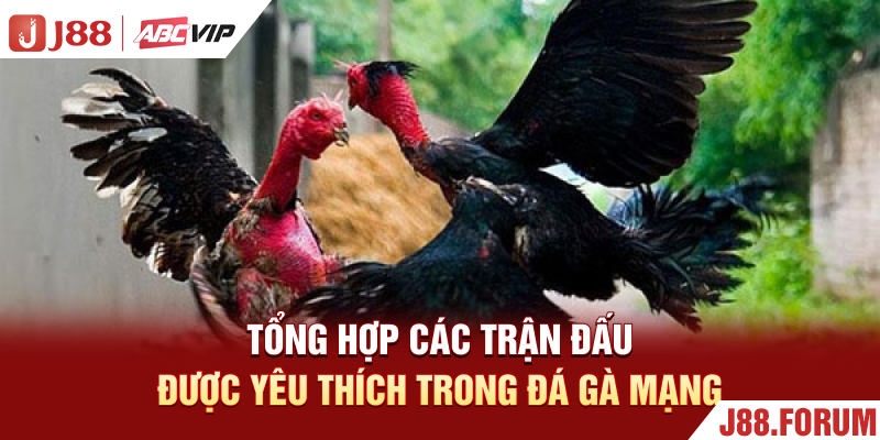 Đá Gà Mạng J88 - Xem Trực Tiếp Và Tham Gia Đặt Cược Uy Tín Tổng hợp các trận đấu được yêu thích trong đá gà mạng