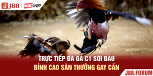 Trực Tiếp Đá Gà C1 - Sới Đấu Đỉnh Cao Săn Thưởng Gay Cấn